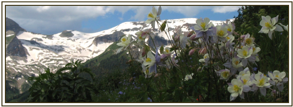 Columbine growing near Marble